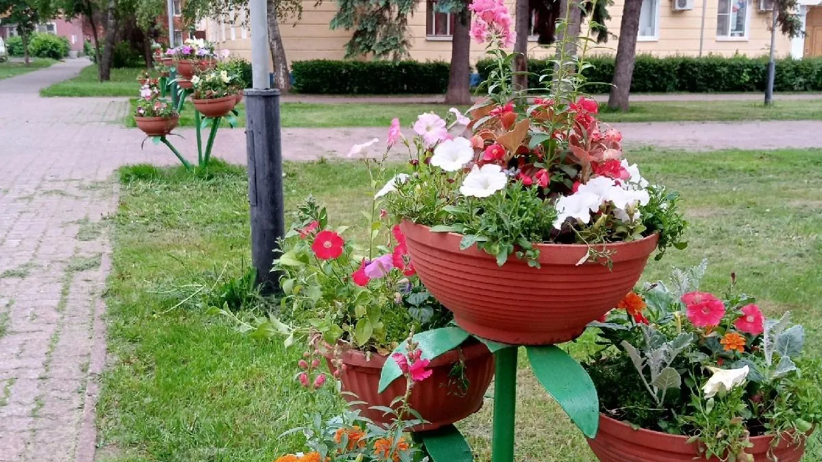Озеленители Воскресенска решили радикально исправить ситуацию с завядшими цветами в городских вазонах Общество 