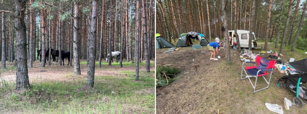 На туристов в воскресенском лесу напали одичавшие лошади  